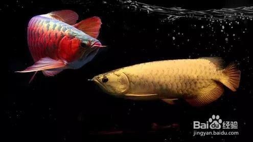 龍魚回家第一次開口吃食：龍魚何時才會開口吃食，龍魚回家第一次開口時間取決于其適應環境