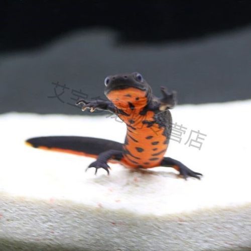 恐龍魚活體 恐龍魚活體 龍魚百科 第3張