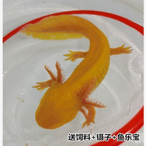 恐龍魚活體 恐龍魚活體 龍魚百科 第5張