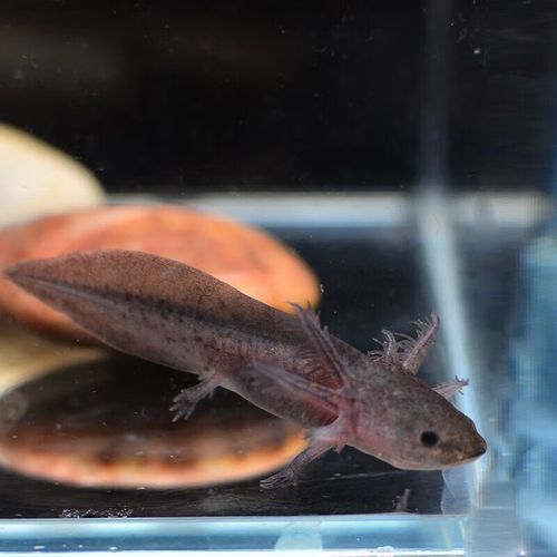 恐龍魚活體 恐龍魚活體 龍魚百科 第2張