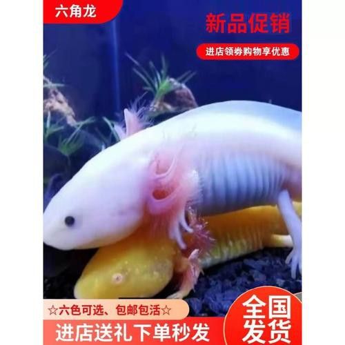 恐龍魚活體 恐龍魚活體 龍魚百科 第6張