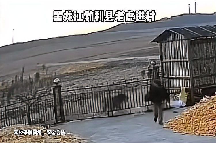 老虎見人就咬嗎