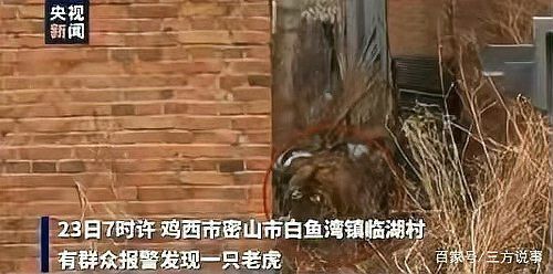 老虎見人就咬嗎