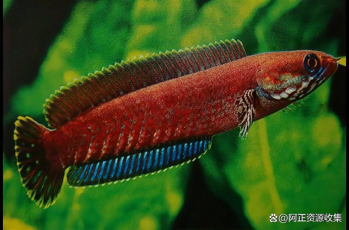 雷龍魚的圖片大全圖解