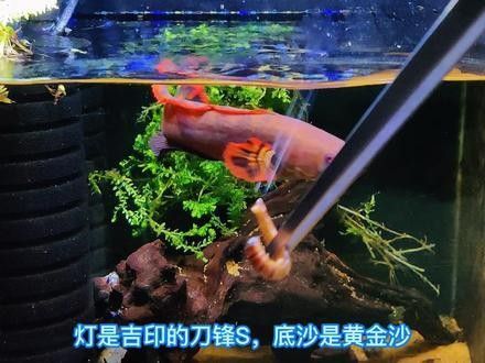 雷龍魚的圖片大全圖解