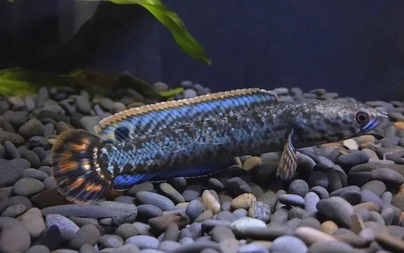 雷龍魚的圖片大全圖解