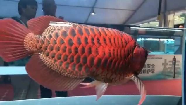 龍魚福龍王：福龍王龍魚市場價格波動原因如何鑒別高品質福龍王龍魚
