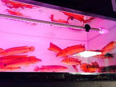 胭脂孔雀龍能不能和龍魚混養（胭脂孔雀龍和龍魚可以混養嗎？）