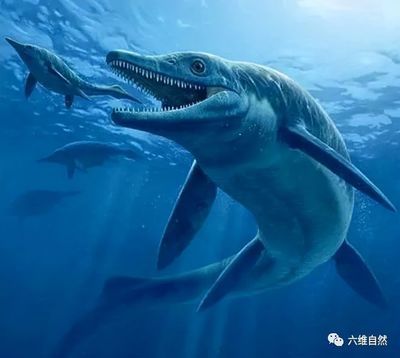 世界上最小的魚(yú)龍種類(lèi)之一，體長(zhǎng)不到1米，體長(zhǎng)不到1米多：世界上最小的魚(yú)龍是指澳洲星點(diǎn)龍嗎？