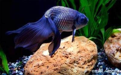 龍魚晚上需要開夜燈嗎（關(guān)于龍魚晚上是否需要開夜燈，開夜燈對(duì)龍魚有一定的好處）