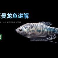 藍曼龍魚能長多大