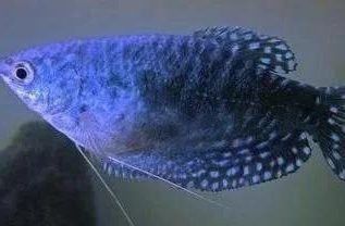 藍曼龍魚能長多大
