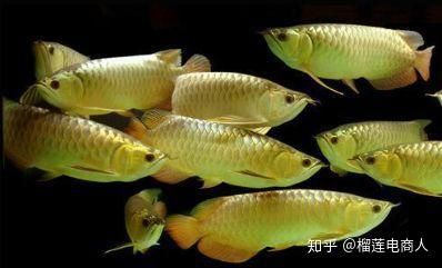 國內有龍魚養殖場嗎知乎文章：國內最大的龍魚養殖基地位于廣東省恩平龍魚養殖中心