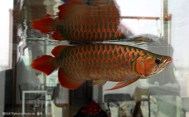 龍魚底游怎么辦：關于龍魚底游的問題 龍魚底游怎么辦：關于龍魚底游的問題 龍魚百科 第2張