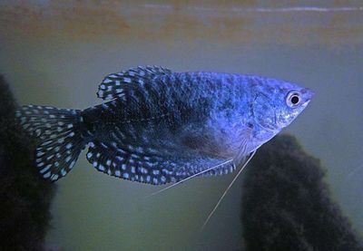 60公分龍魚換新環境能活嗎 60公分龍魚換新環境能活嗎 龍魚百科 第2張