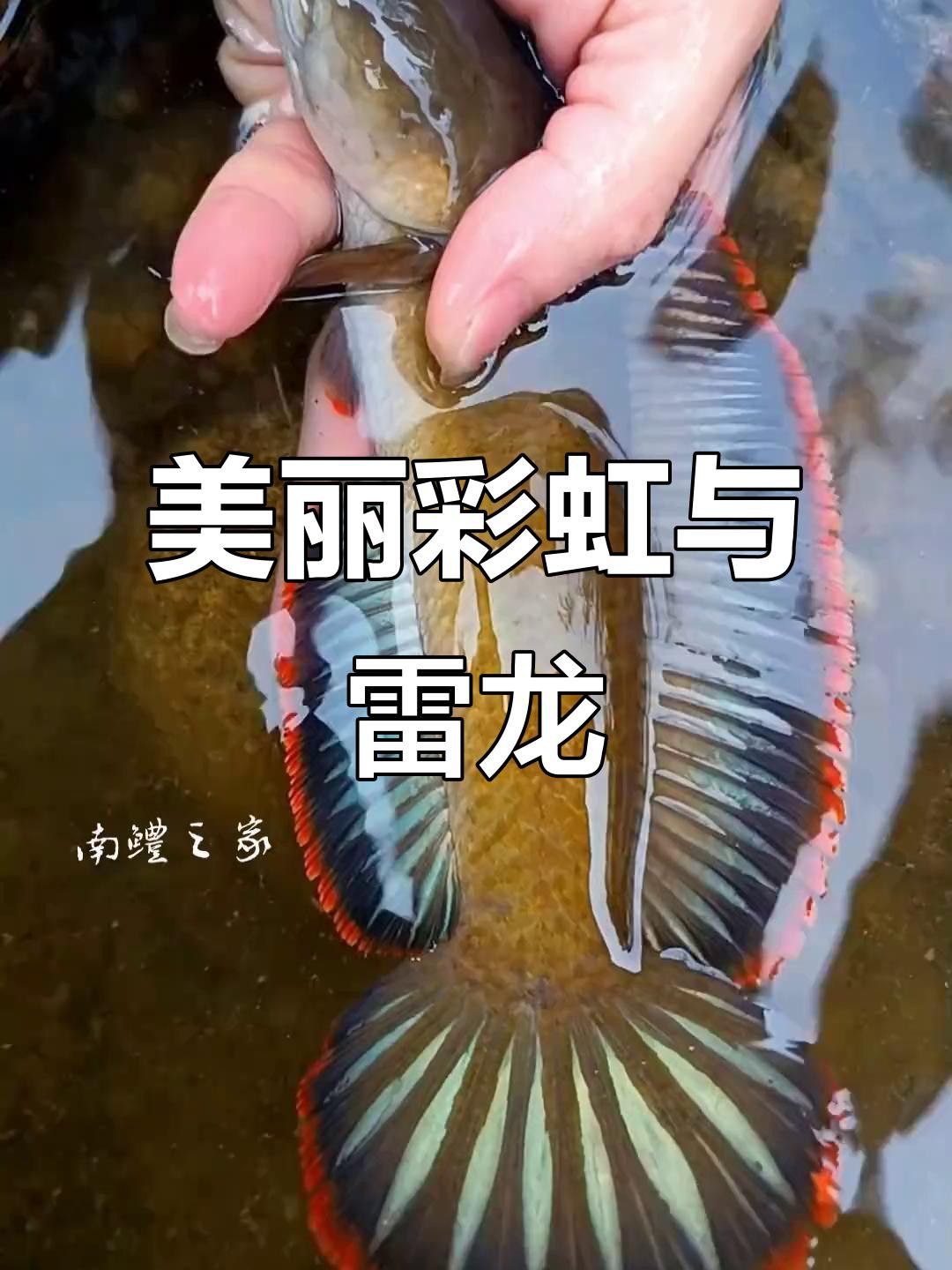 如何高清地展示雷龍圖片？
