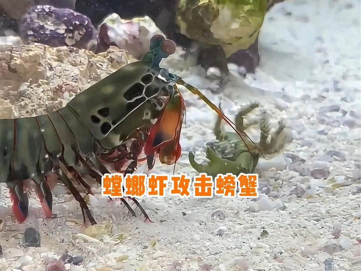 鐮刀螳螂蝦pk雀尾螳螂蝦