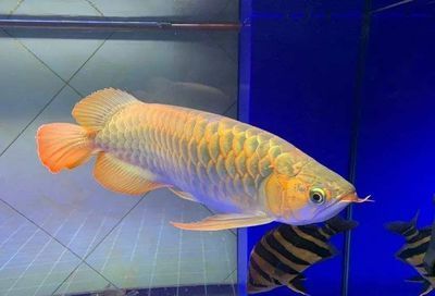 龍魚一般能長多大的魚：不同品種龍魚的生長尺寸的詳細信息