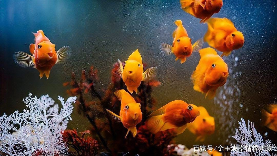 龍魚一個月不吃會餓死嗎 龍魚百科 第5張 龍魚一個月不吃會餓死嗎 龍魚一個月不吃會餓死嗎 龍魚百科 第5張