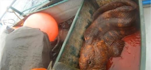 龍魚狀態不好,一驚一乍怎么回事兒呢：龍魚一驚一乍的原因 龍魚狀態不好,一驚一乍怎么回事兒呢：龍魚一驚一乍的原因 龍魚百科 第3張