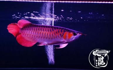 龍魚發(fā)色燈正確位置圖：龍魚發(fā)色燈正確位置圖詳情