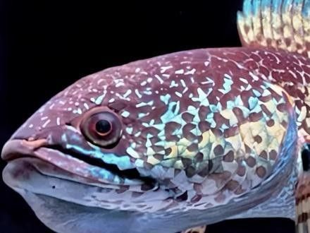 雷龍魚(yú)缸過(guò)濾