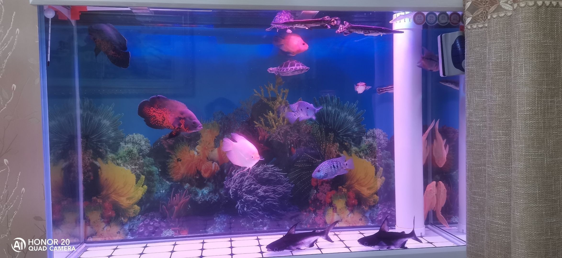 飼養銀龍魚需要多大的缸：飼養銀龍魚需要一個尺寸適中的魚缸，以確保它們的健康和幸福