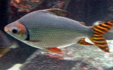 飛鳳魚為什么喜歡跟在龍魚身邊（飛鳳魚可以和龍魚混養(yǎng)嗎）