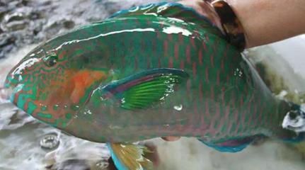 三亞飛龍魚圖片大全（“三亞飛龍魚圖片大全”可以嘗試通過以下渠道獲取信息）