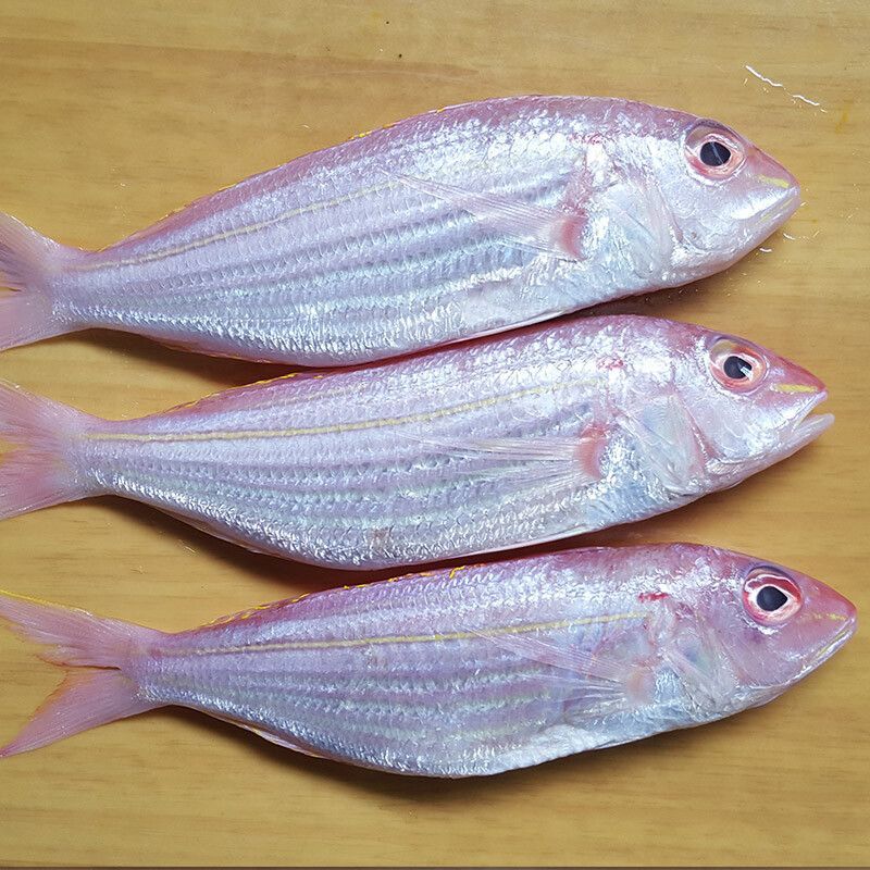 三亞飛龍魚圖片大全（“三亞飛龍魚圖片大全”可以嘗試通過以下渠道獲取信息）