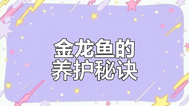 如何飼養古典金龍魚？