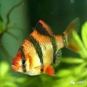 綠虎皮魚和虎皮魚的區別
