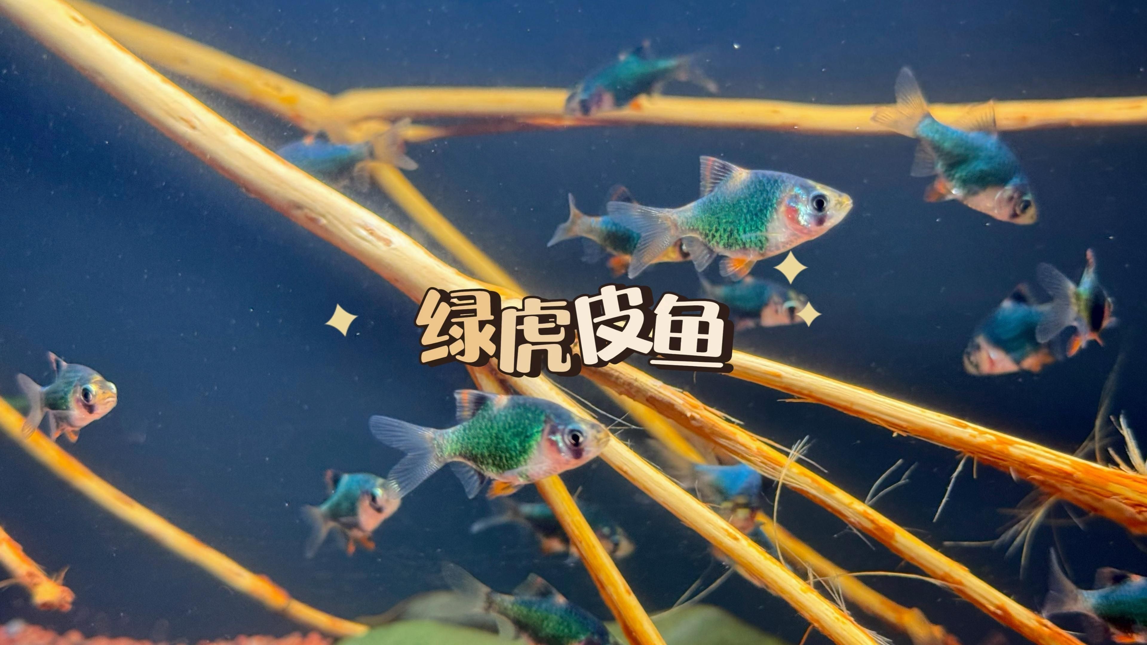 綠虎皮魚和虎皮魚的區別