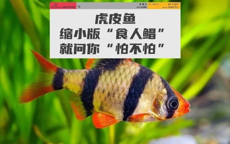 綠虎皮魚和虎皮魚的區別