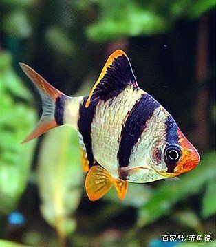 綠虎皮魚和虎皮魚的區別