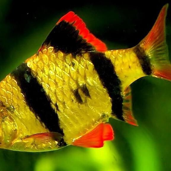 綠虎皮魚和虎皮魚的區別