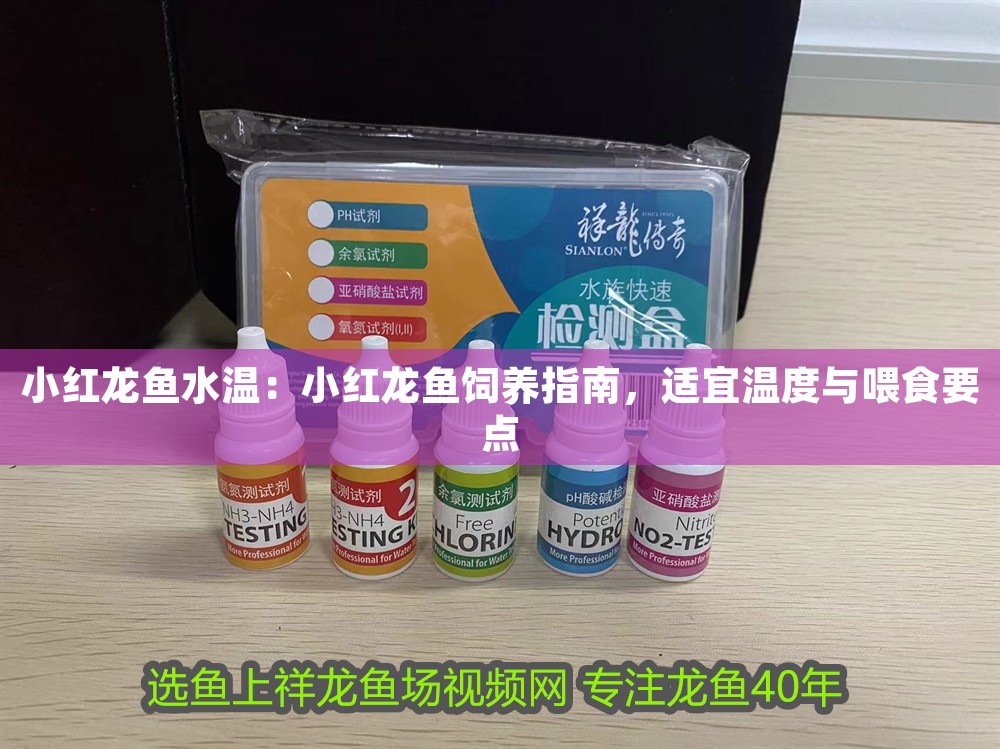 小紅龍魚水溫：小紅龍魚飼養指南，適宜溫度與喂食要點