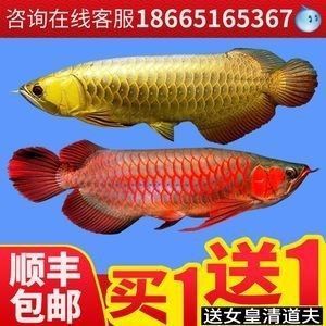 龍魚苗吃什么長得快又好養的水草：龍魚苗吃什么長得快又好養