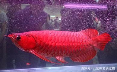 龍魚海水魚還是淡水魚好養 龍魚海水魚還是淡水魚好養 龍魚百科 第3張