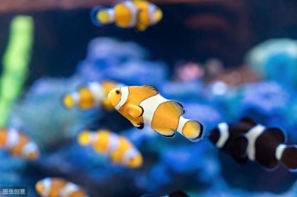 龍魚海水魚還是淡水魚好養 龍魚海水魚還是淡水魚好養 龍魚百科 第2張
