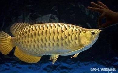 龍魚轉(zhuǎn)圈圈（龍魚在水族箱中轉(zhuǎn)圈圈的行為可能由多種因素引起）