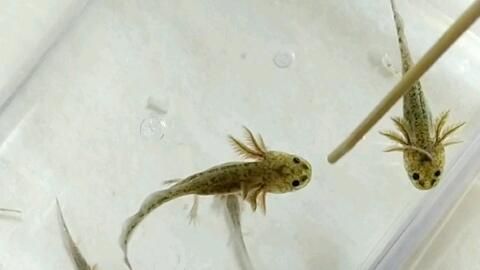 龍魚轉(zhuǎn)圈圈（龍魚在水族箱中轉(zhuǎn)圈圈的行為可能由多種因素引起）