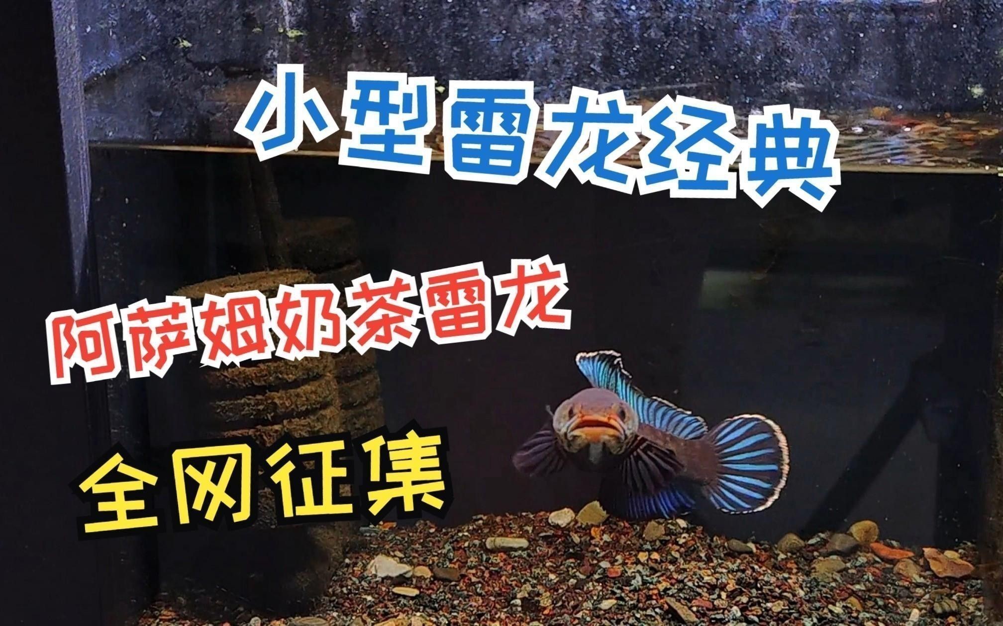 哪種雷龍魚最適合新手養(yǎng)殖？