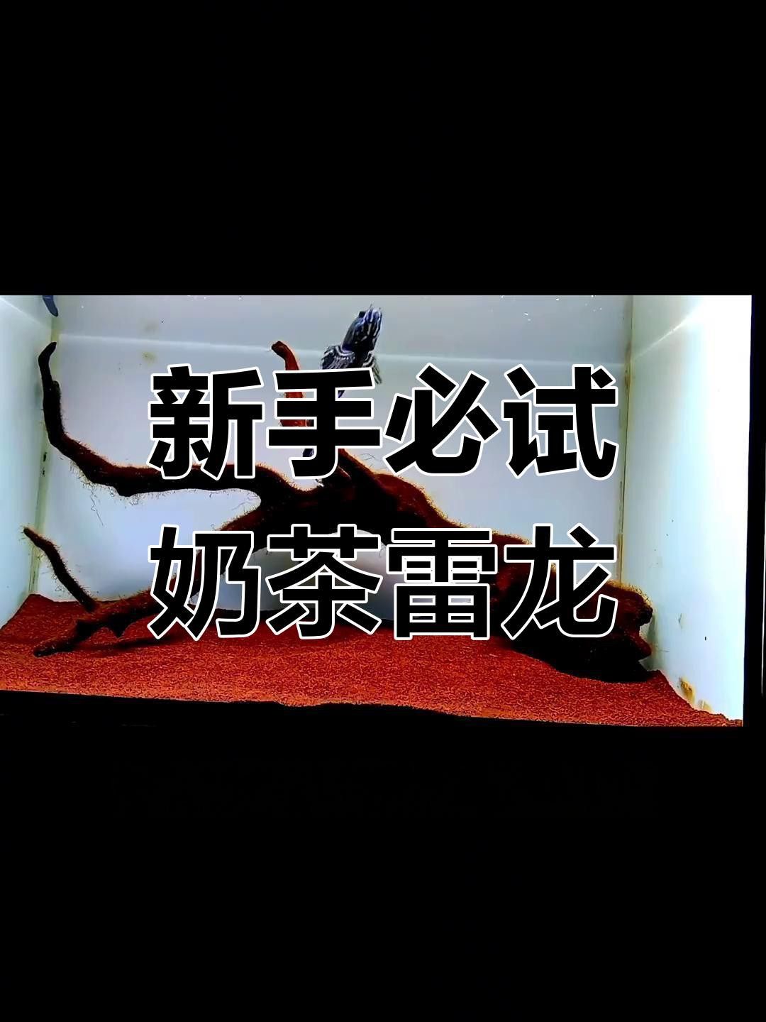 哪種雷龍魚最適合新手養(yǎng)殖？