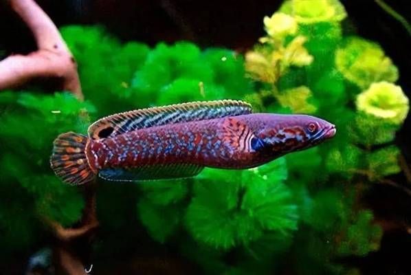 龍魚仰泳還能活嗎：龍魚仰泳是一種常見的魚類游泳方式，如何預防龍魚失鰾 龍魚仰泳還能活嗎：龍魚仰泳是一種常見的魚類游泳方式，如何預防龍魚失鰾 龍魚百科 第1張