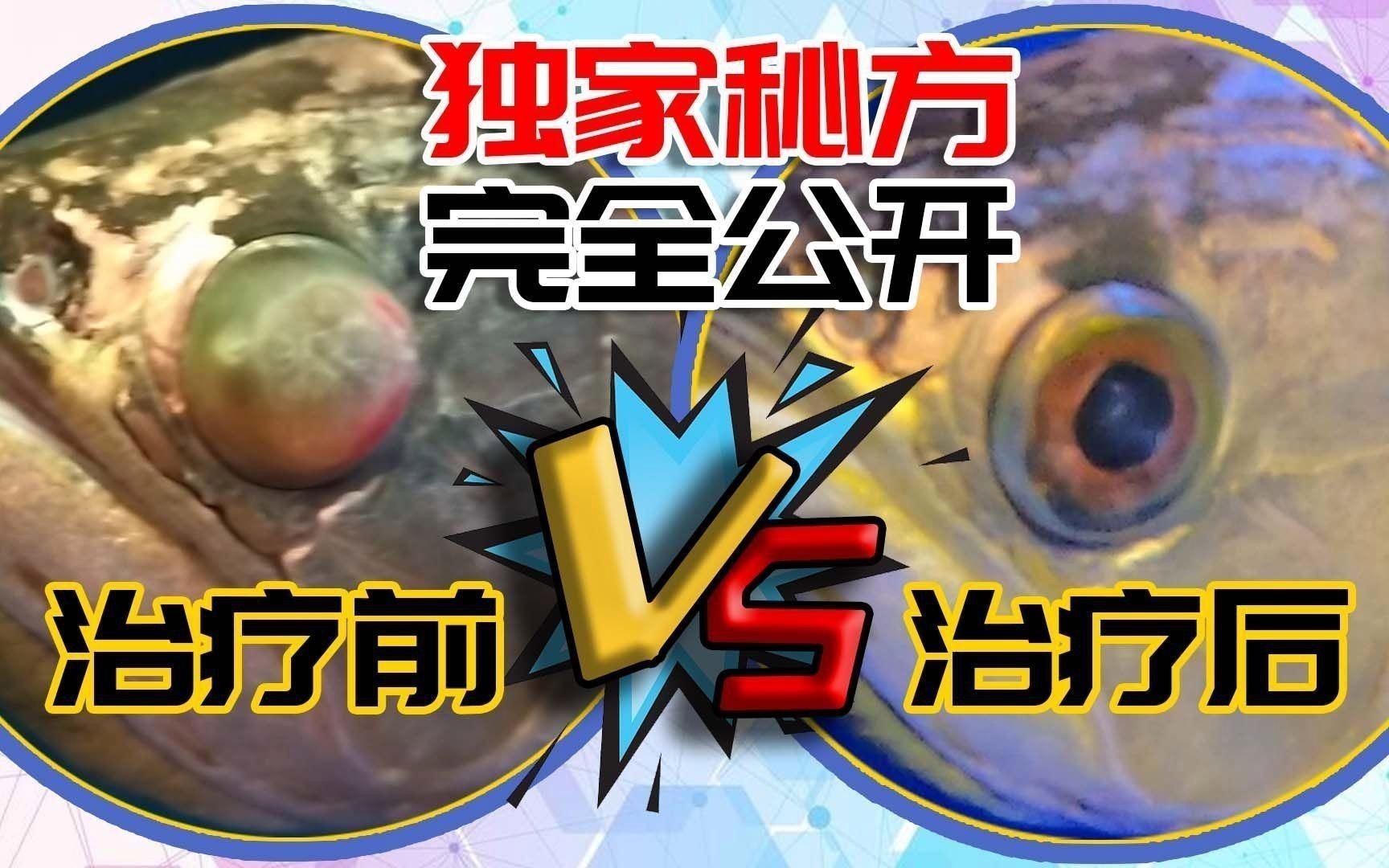 哪些藥物可以有效治療龍魚蒙眼？