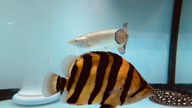 龍魚和虎魚會打架嗎圖片視頻