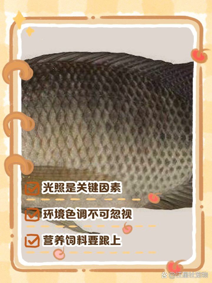 紅龍魚開燈后顏色變淡怎么辦？