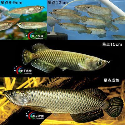 紅龍魚和號半魚的區別：號半魚的生活習性 紅龍魚和號半魚的區別：號半魚的生活習性 龍魚百科 第1張