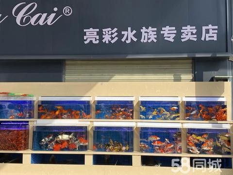 武漢龍魚轉(zhuǎn)讓信息平臺電話